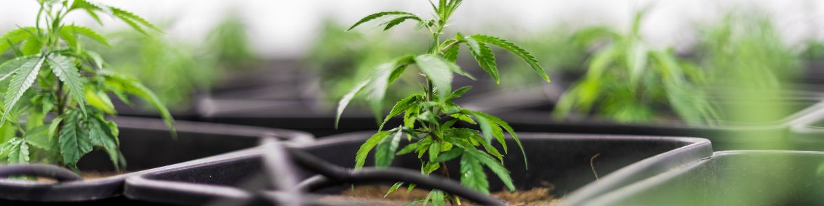 044 Marihuana w leczeniu nowotworów dr Jacek Cieżkowicz