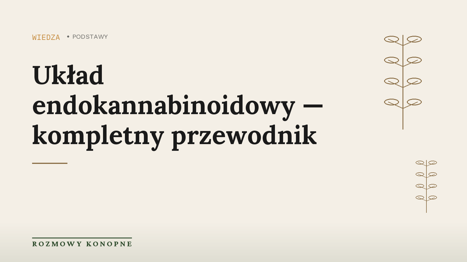 CBD a nowotwory — układ endokannabinoidowy a rak jelita grubego