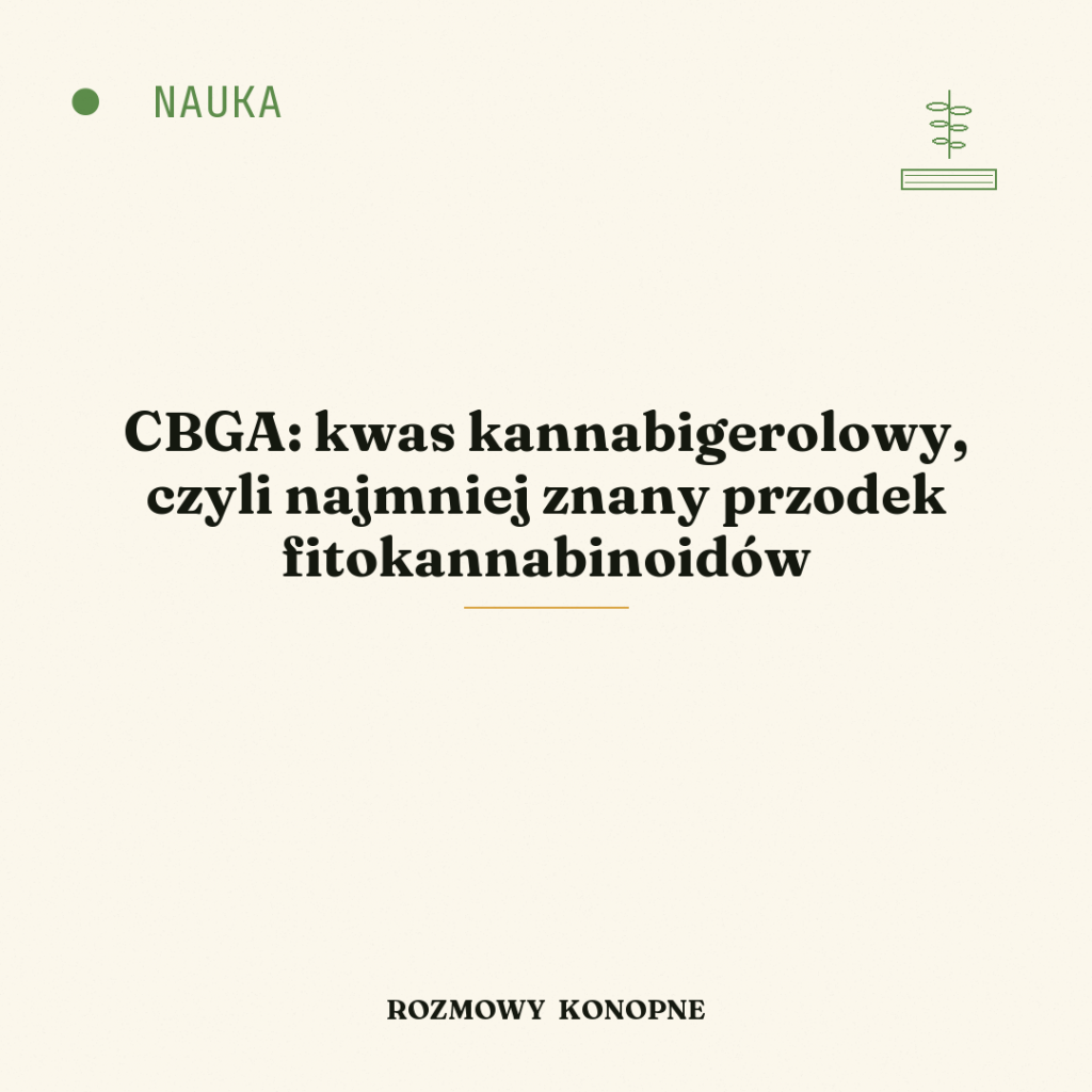 CBGA: kwas kannabigerolowy, czyli najmniej znany przodek fitokannabinoidów